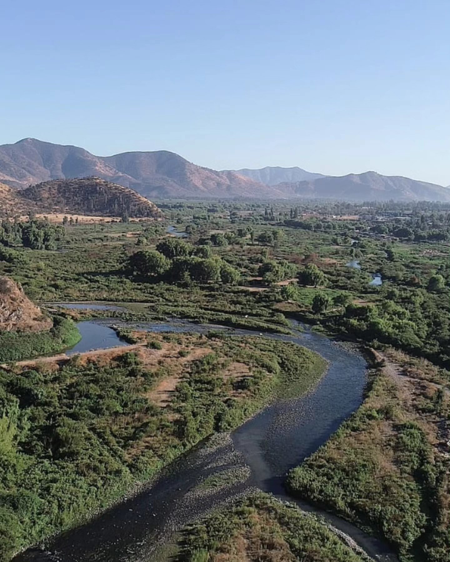 Plantación de árboles nativos